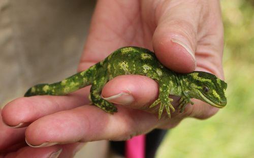 Jewelled gecko taken from Banks Peninsula.